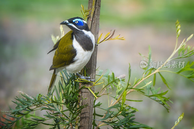 蓝面蜜鱼(Entomyzon cyanotis)